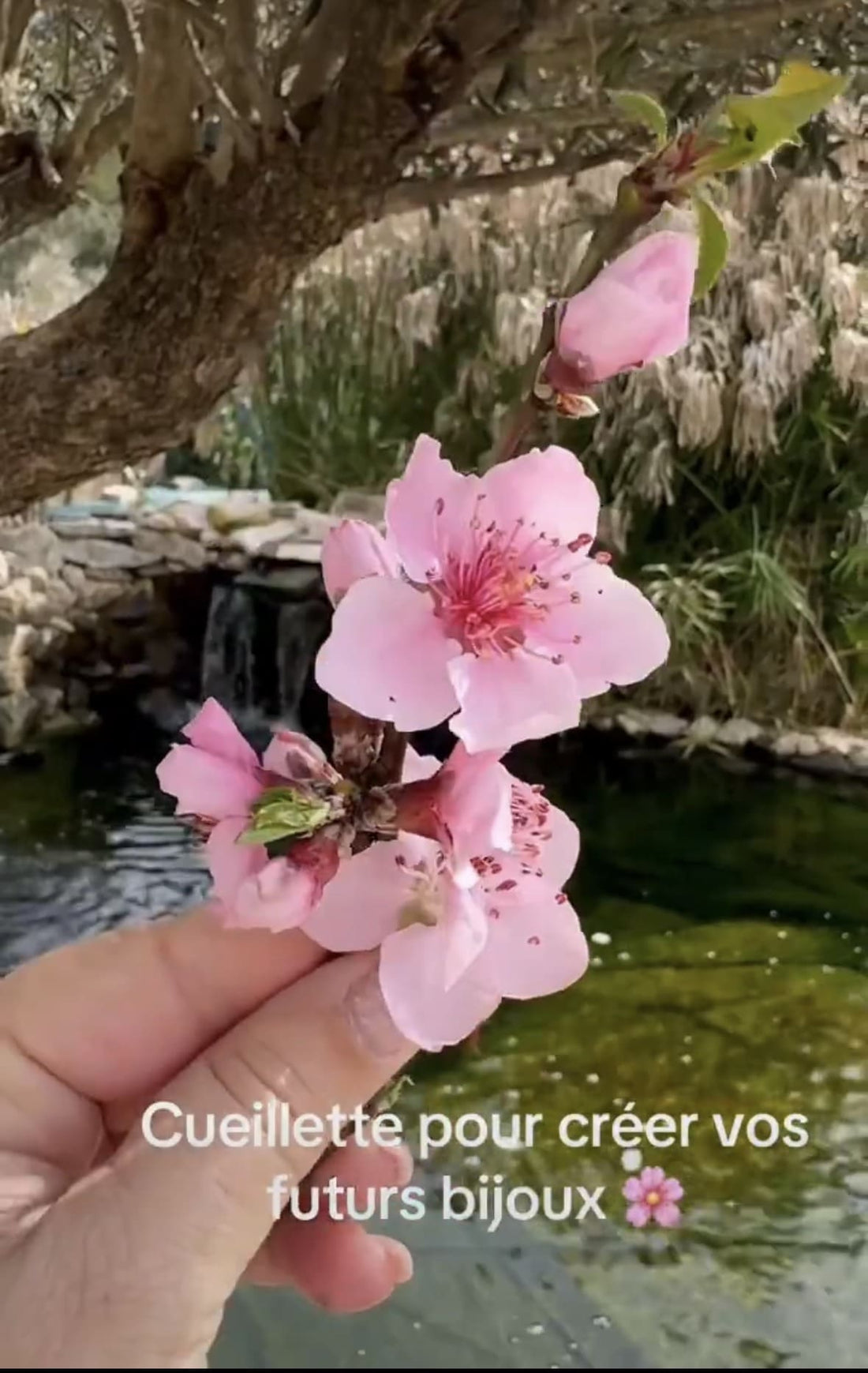 Main tenant des fleurs de cerisier roses fraîches pour la création de bijoux en fleurs séchées